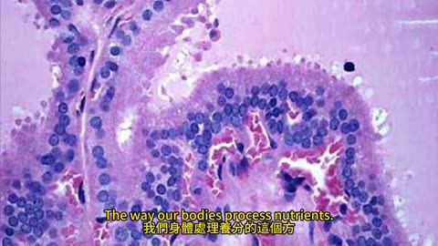胺基酸代謝基因 甲狀腺癌風險