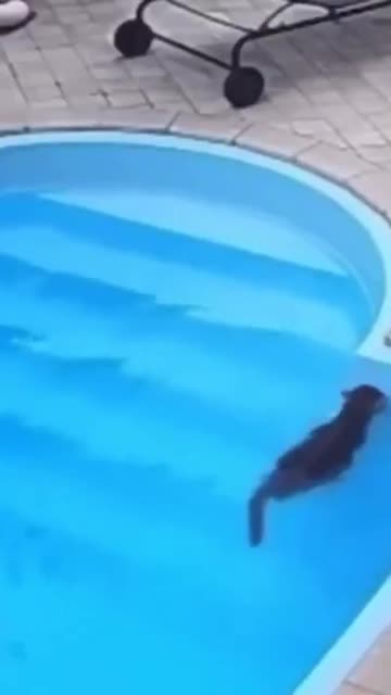 Cat falls into the water, panics, then realizes he knows how to swim.. 😅