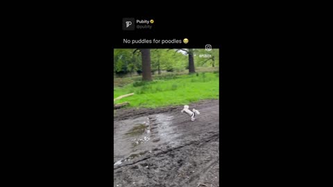 Superdog Poodle Jumps Over a Puddle – Amazing Skills!