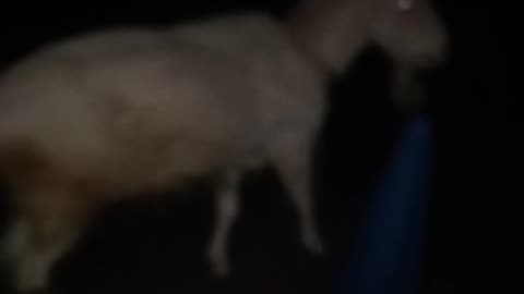 暗い夜の山羊さんの芽衣ちゃんの映像