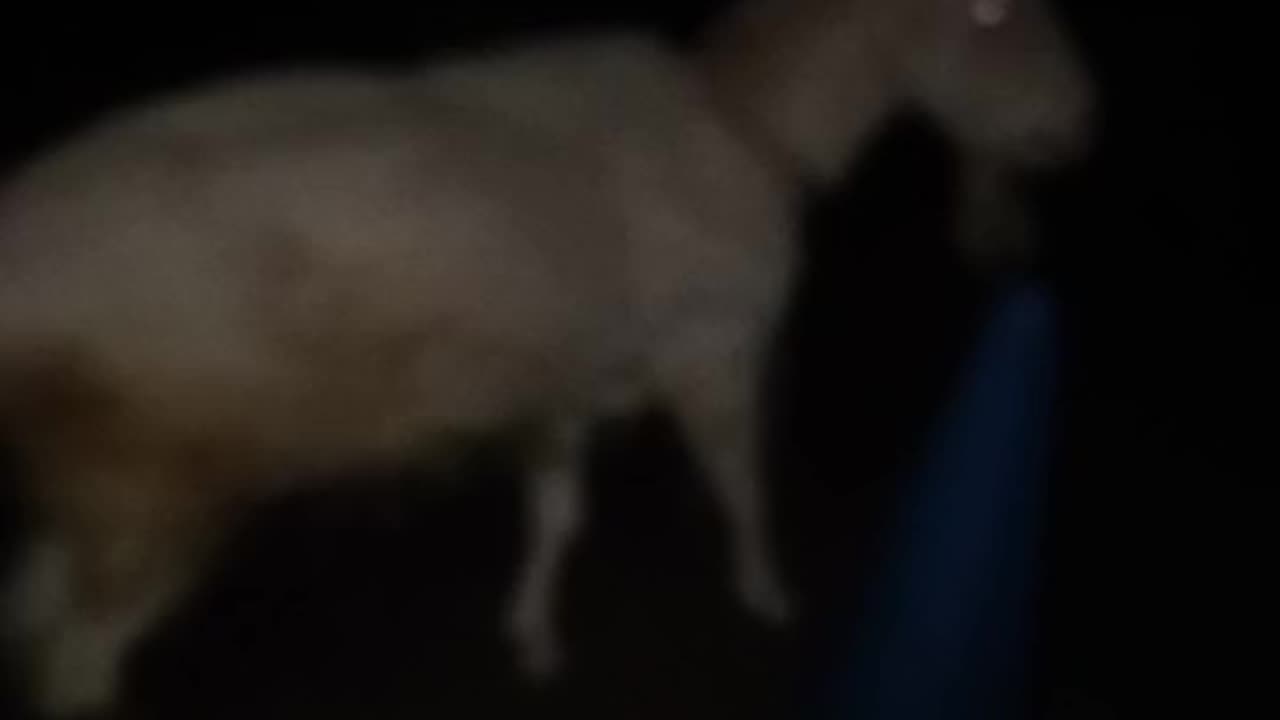 暗い夜の山羊さんの芽衣ちゃんの映像