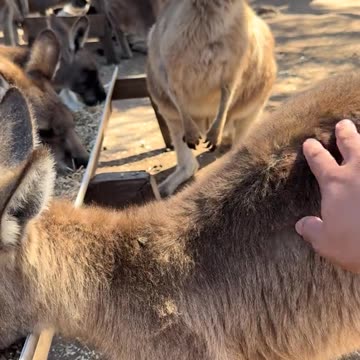 Australian kangaroos 🦘