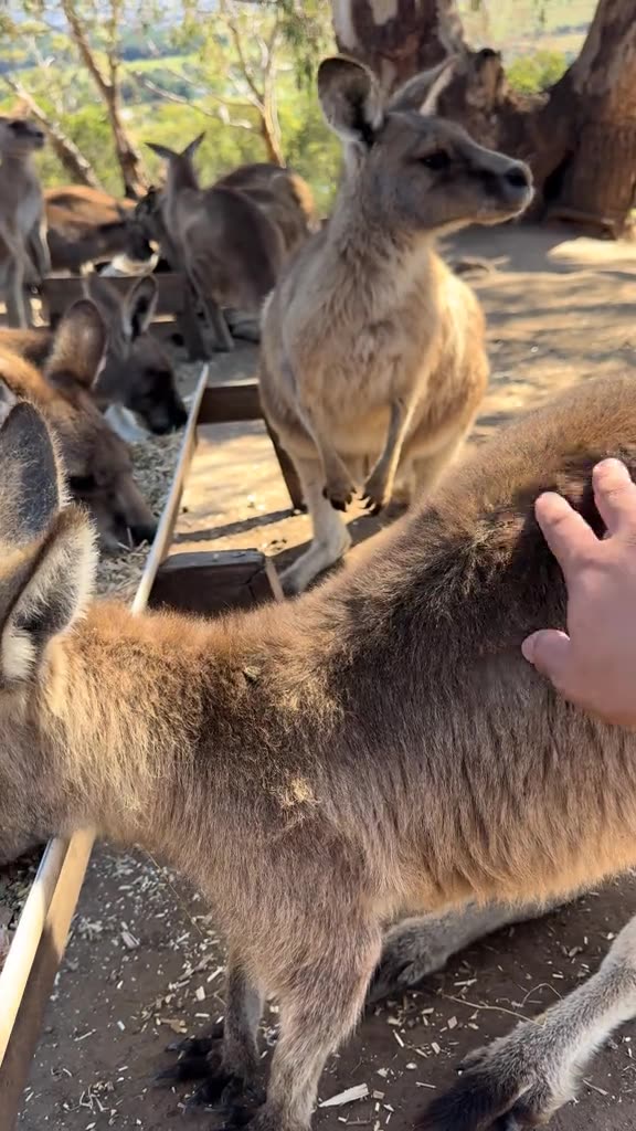 Australian kangaroos 🦘