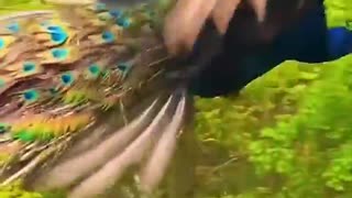 a peacock flying. Beautiful!