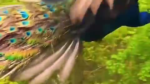 a peacock flying. Beautiful!
			