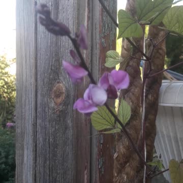 Dolichos modest flower