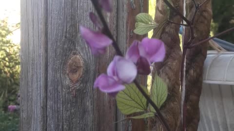 Dolichos modest flower