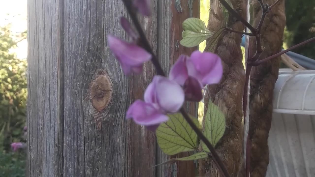 Dolichos modest flower