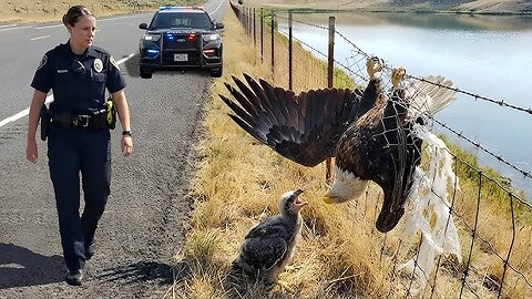 Eagle 🦅 recque video Top 1 Video on RUMBLE