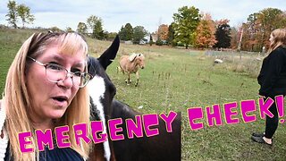 EMERGENCY Check On All Our HORSES!