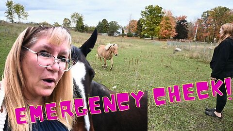 EMERGENCY Check On All Our HORSES!
