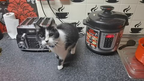 RIO THE CAT 😺 & I PREPARE A MEAL TOGETHER BOTH KIND OF HAVE SAME THING BUT I USE MY TEFAL COOKER 👍💙
