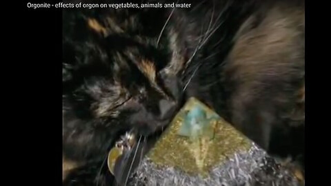 Orgonite - effects of orgon on vegetables, animals and water - OgonEnergy