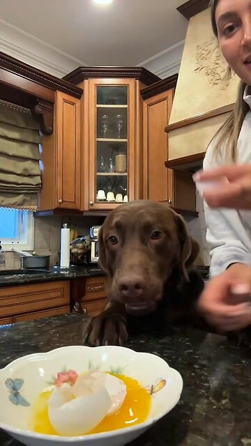 Happy hour with your Dog 🐶