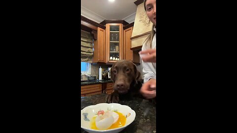 Happy hour with your Dog 🐶