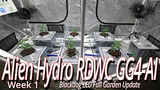 Alien Hydro RDWC GG4 Week 1, Blackdog LED Full Garden Update