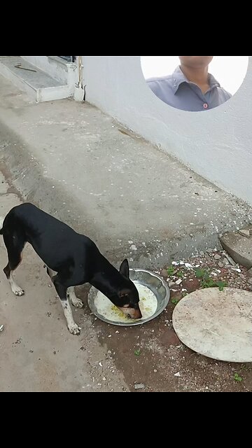 jivdaya mehsana Gujarat