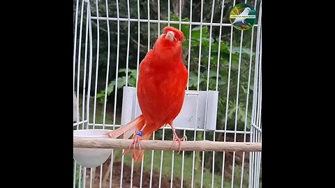 Sweet singing kenari