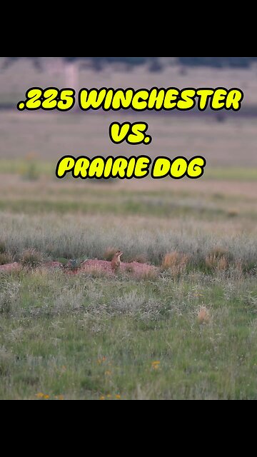 .225 Winchester VS Prairie Dog