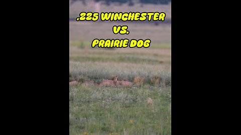 .225 Winchester VS Prairie Dog