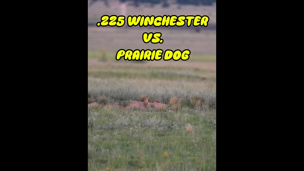 .225 Winchester VS Prairie Dog