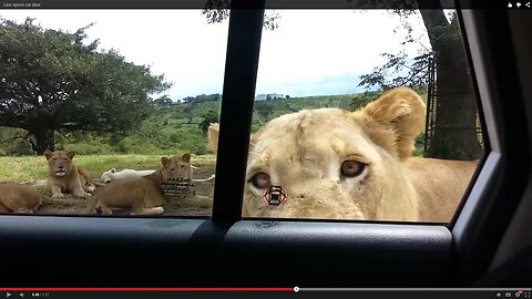 A Majestic Encounter: The Lion Opens the Car Door"