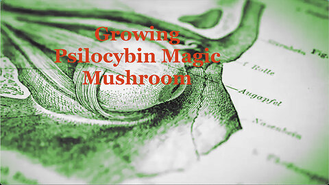 Learn How Psilocybin Magic Mushroom Rewire Our Brain