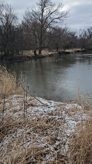 Duck Congregation on Salt Creek