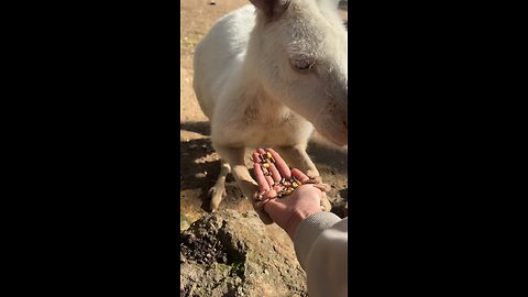 Feeding Australian kangaroo