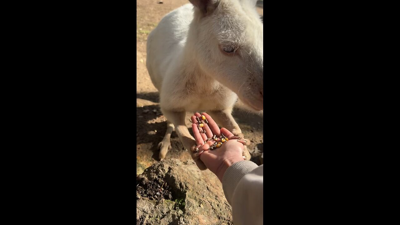 Feeding Australian kangaroo