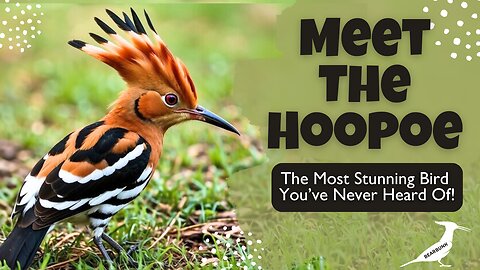 Meet the Hoopoe – The Most Stunning Bird You’ve Never Heard Of!