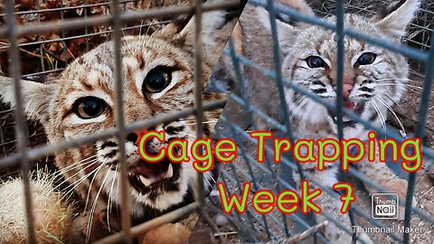 Week 7 Cage Trapping with Outdoor Mike.