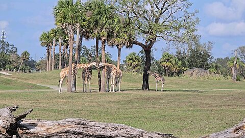 Tampa Busch Gardens Giraffe