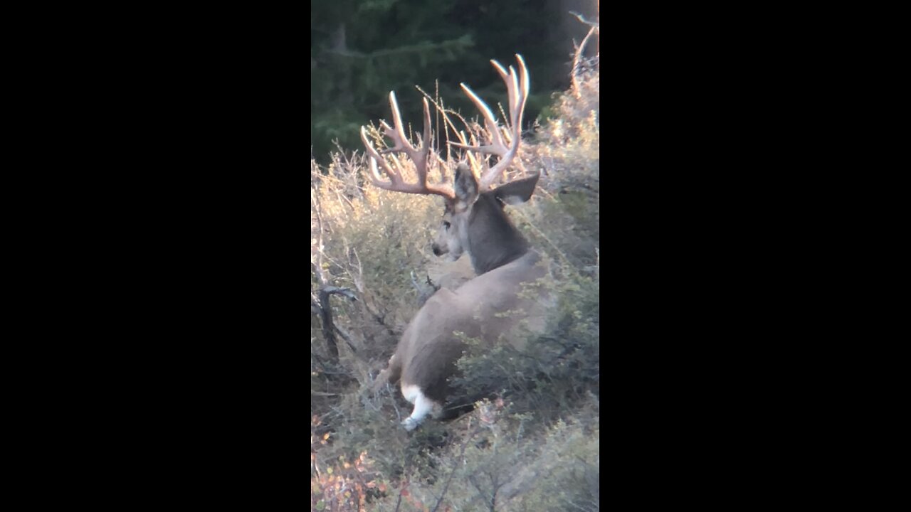 Over or under 200”? #muldeer