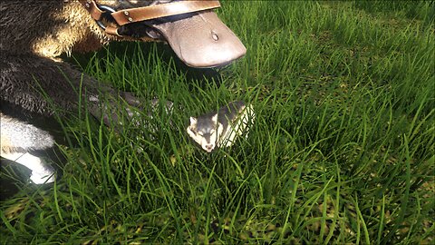 Finally a female wolf! - Harth ARK Season 2