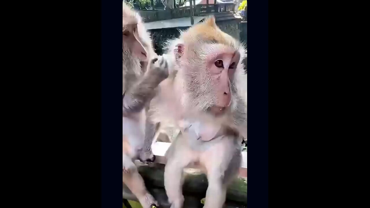 #Funny monkey video hahaha watch till the end