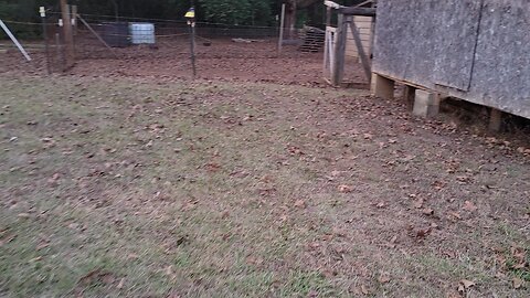 Refilling the deer feeders.