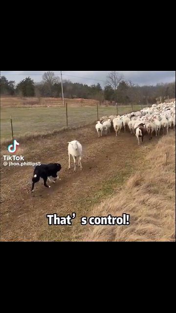 Humanity explained 🤦‍♂️