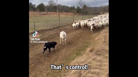 Humanity explained 🤦‍♂️