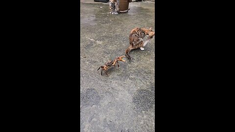 Cats new toy--Crab. when cat meets crab. Oh, new toy