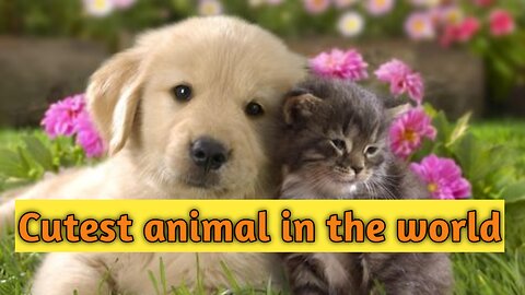 Cutest animal || funny pet || funny cat || funny dog