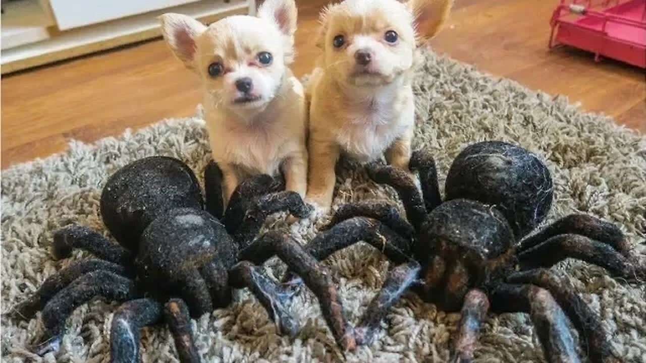 Epic Showdown: Spider vs Puppy Dogs - Who Wins?!