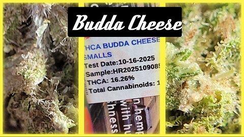 🔥 BUDDA CHEESE Review | JK Distro Strain Test 🔥