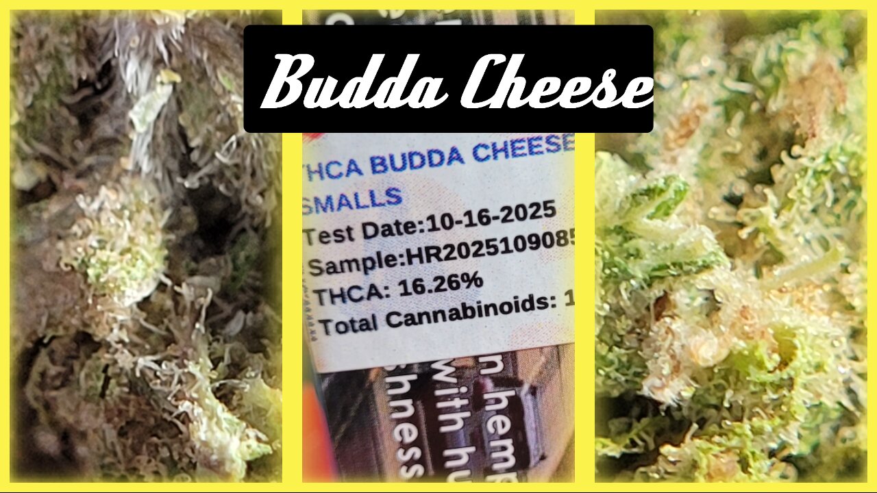 🔥 BUDDA CHEESE Review | JK Distro Strain Test 🔥