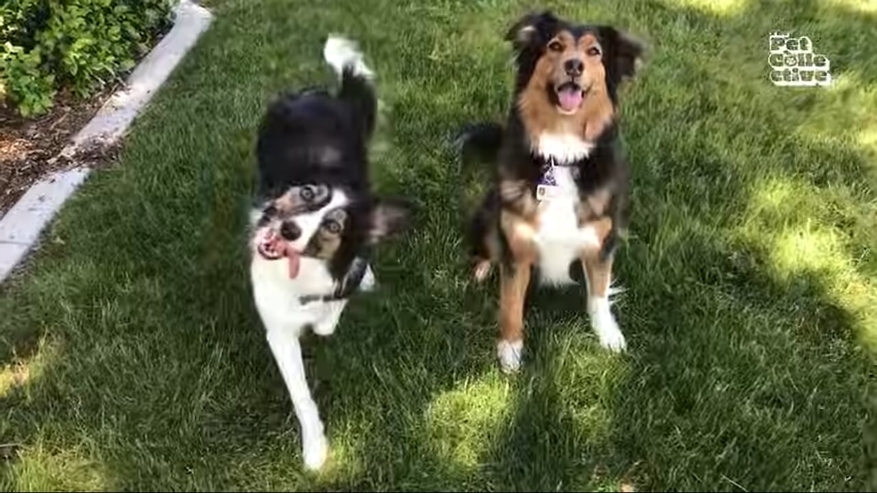 HILARIOUS Dogs Being Weird 🤪 | 60 Minutes Of Funny Dog Videos