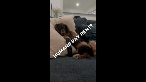 HUMANS PAY RENT?