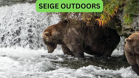 Katmai National Park Bear Feeding Live Stream!
