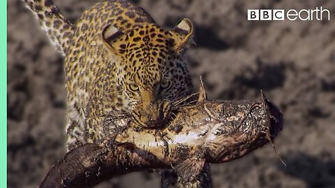 Leopard Learns How to Catch a Fish