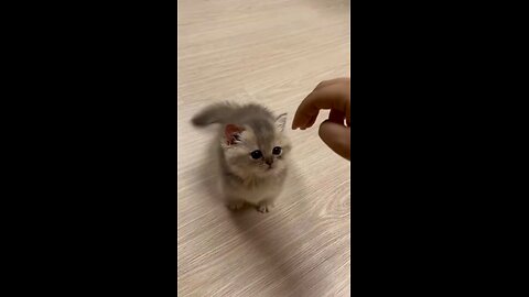 Playful kitty