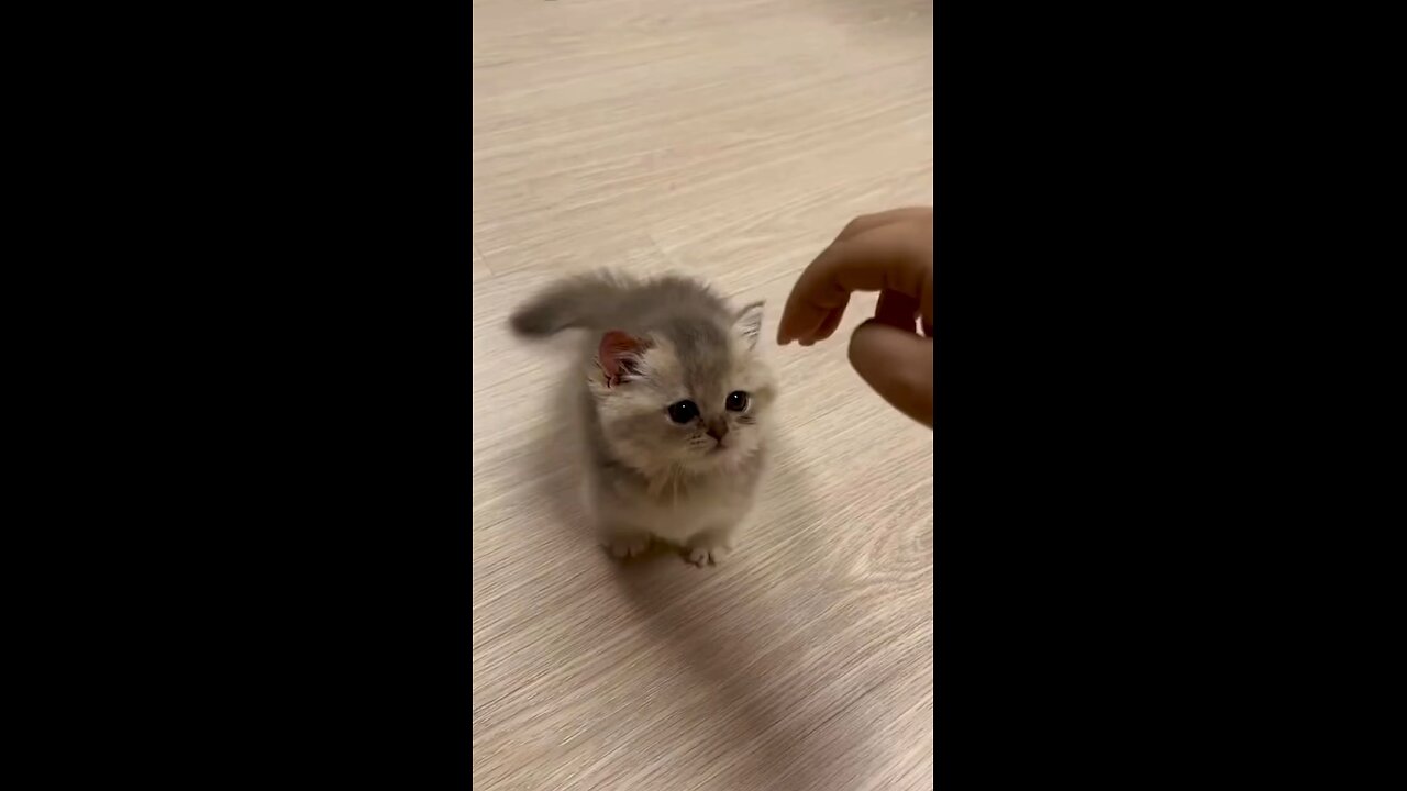 Playful kitty